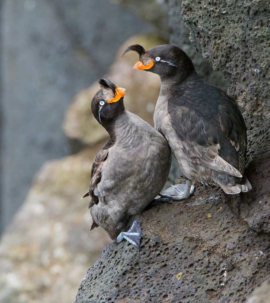 Two birds with small black tufts of hair on their head stand chest-to-chest looking at each other