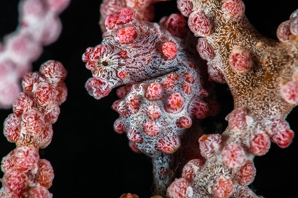 A Bargibant's pygmy seahorse is nearly imperceptible against the branches of a Gorgonian sea fan in Indonesia.