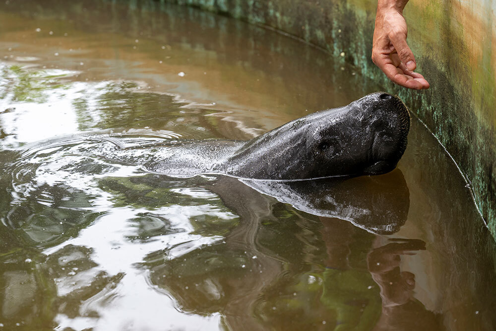 A picture of a dark manatee sniffing a hand above water