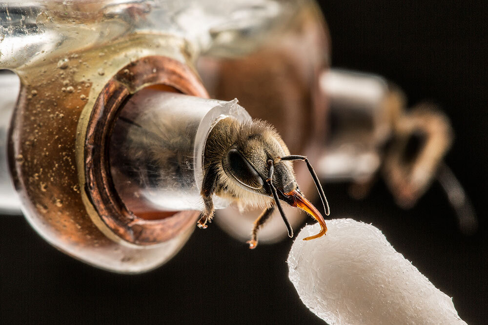 A bee extends its proboscis to drink sugar water from a cotton applicator at a Pennsylvania State University lab.