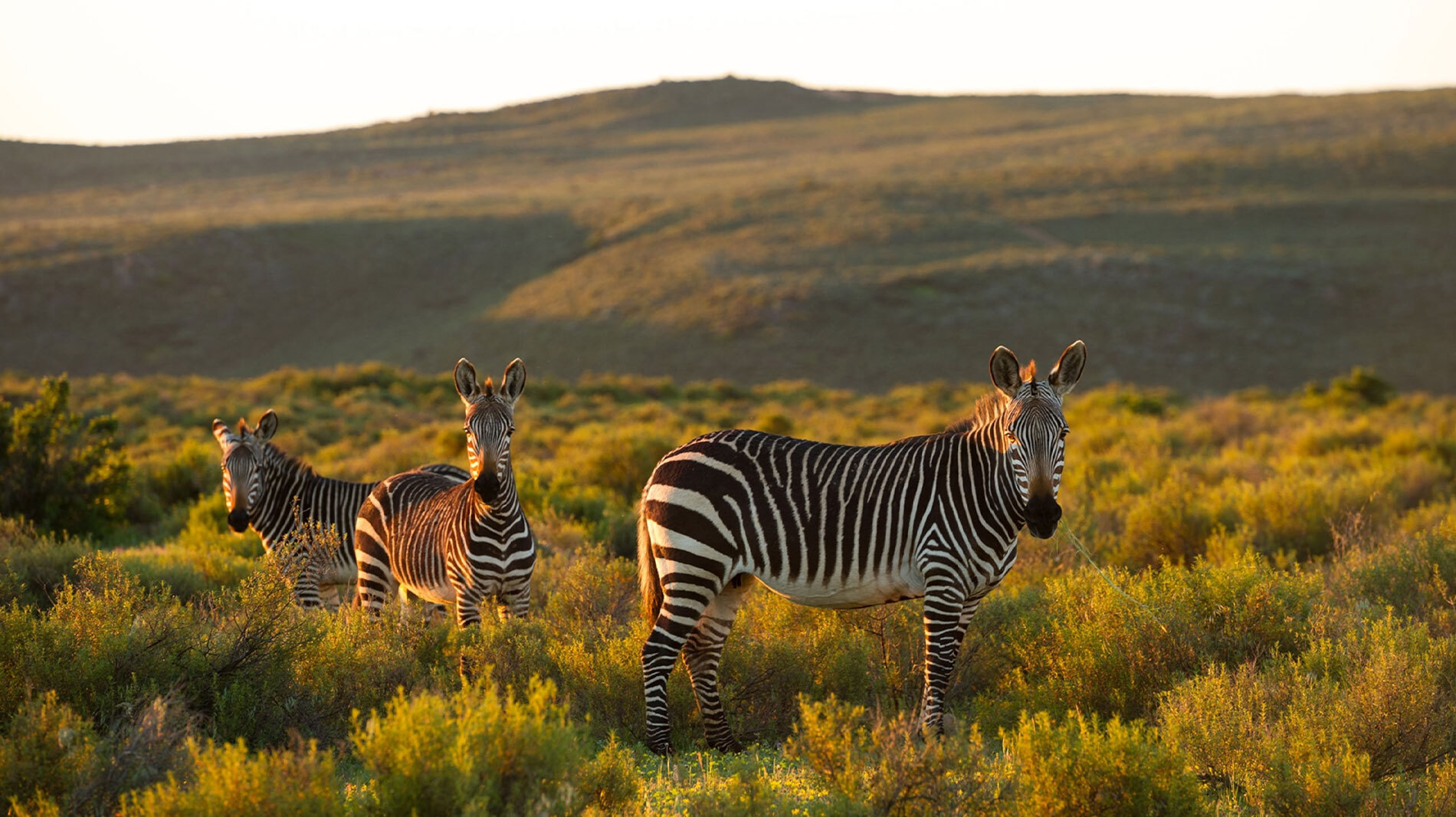 Three Cape mountain zebra graze in the Bushmans Kloof Wilderness Reserve, South Africa, home to a lodge that is a conservation leader in the region.