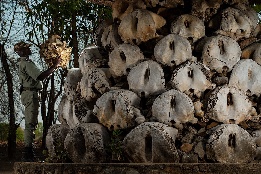 At an environmental center in southern Niassa, Mozambique, a ranger adds to a pyramid of elephant skulls that form a memorial to the thousands of animals lost to the fever of poaching in the region in the 2010s. Niassa’s elephants suffered calamitous losses in the 2010s, when criminal syndi­cates targeted East Africa’s largest herds for their ivory. Ele­phants here have been recovering slowly since 2018, although few big tuskers remain.