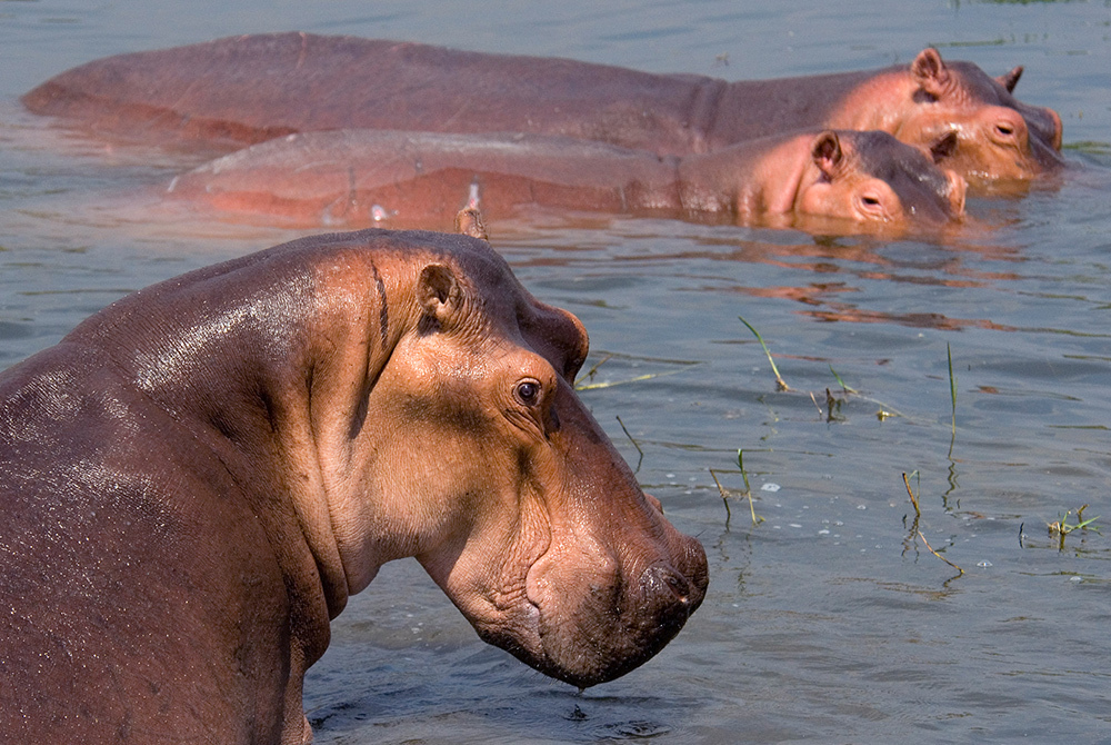 Hippos are social animals that have long clustered in Murchison Falls National Park and other national parks in Uganda, but lately their numbers appear to be declining.