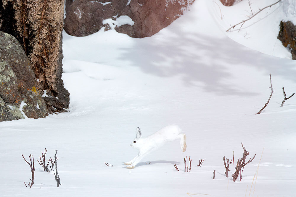 a white mountain hare blends in with a snowy landscape