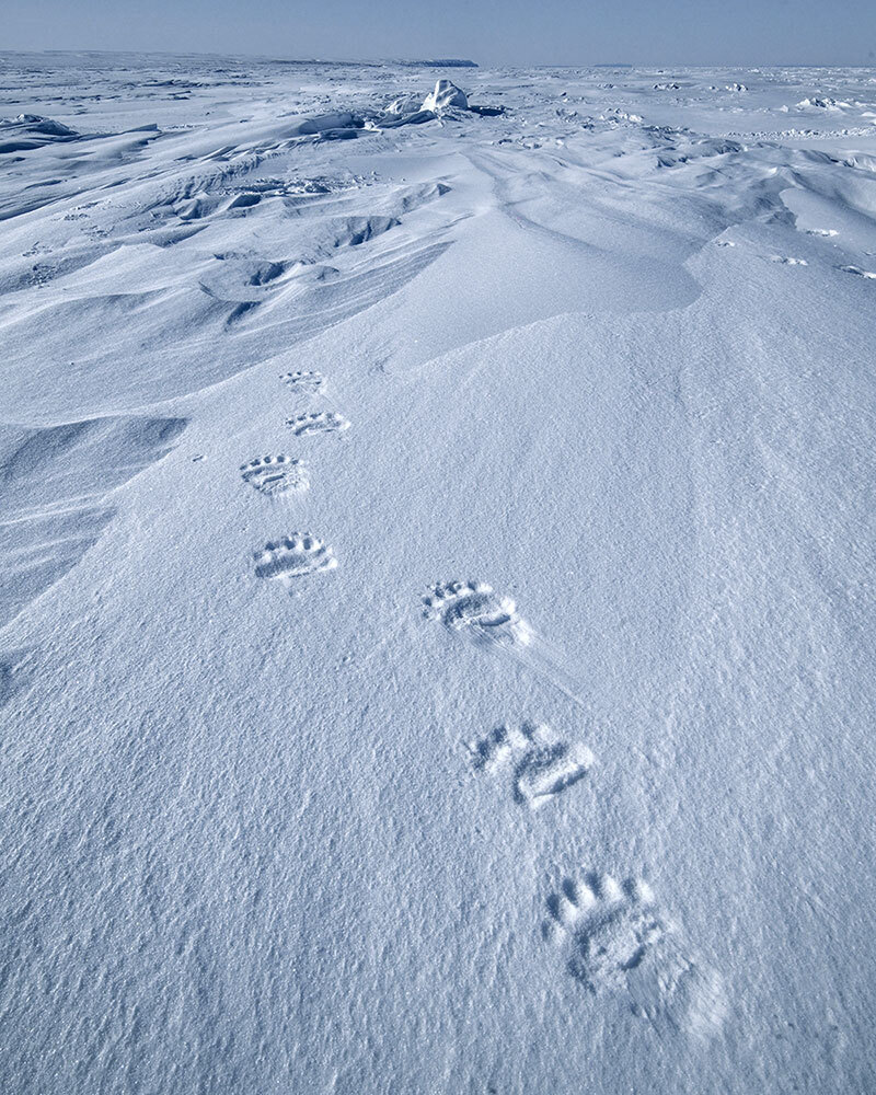 Animal tracks imprinted in the ice walking towards the horizon