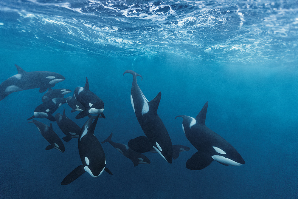 A pod of orcas swimming together.