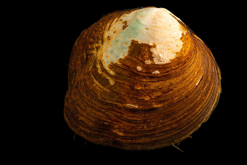 A picture of a brown mussel on a black background