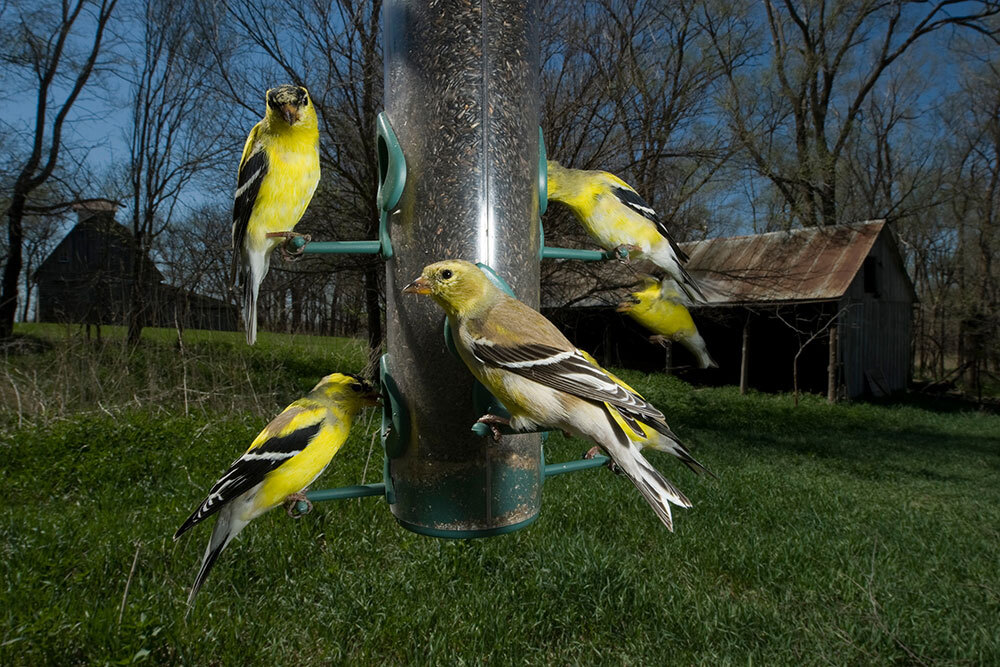 American goldfinches eating from a bird feeder