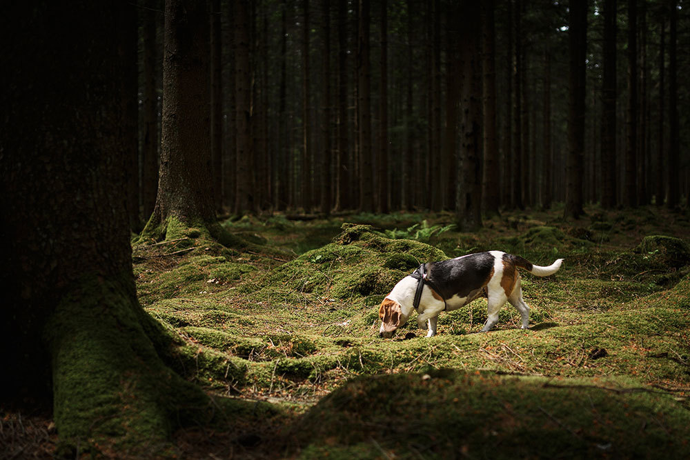 A beagle on a wooded trail