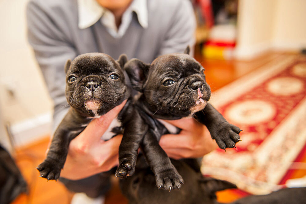 two French bulldogs