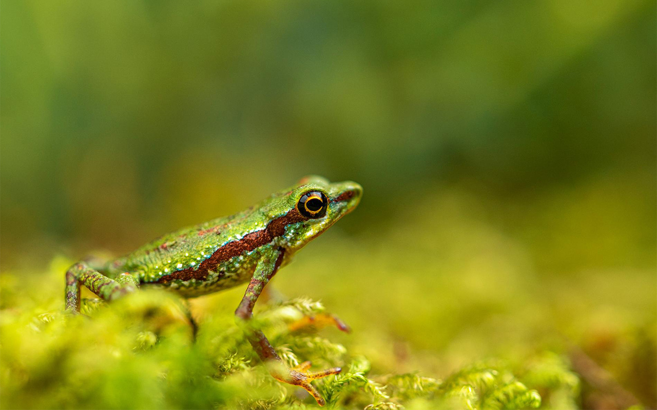 The Mindo harlequin frog is one of 25 species in the Atelopus genus, one of the hardest hit by the chytrid fungus.