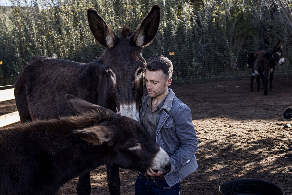 Two donkeys nuzzle a man