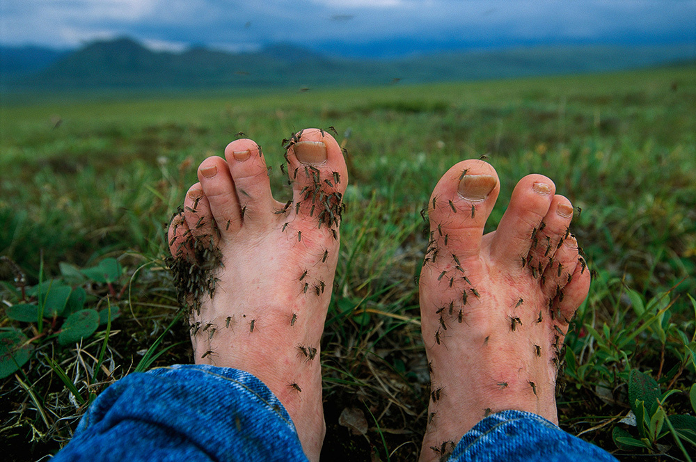 Feet covered with mosquitoes in Alaska's North Slope area