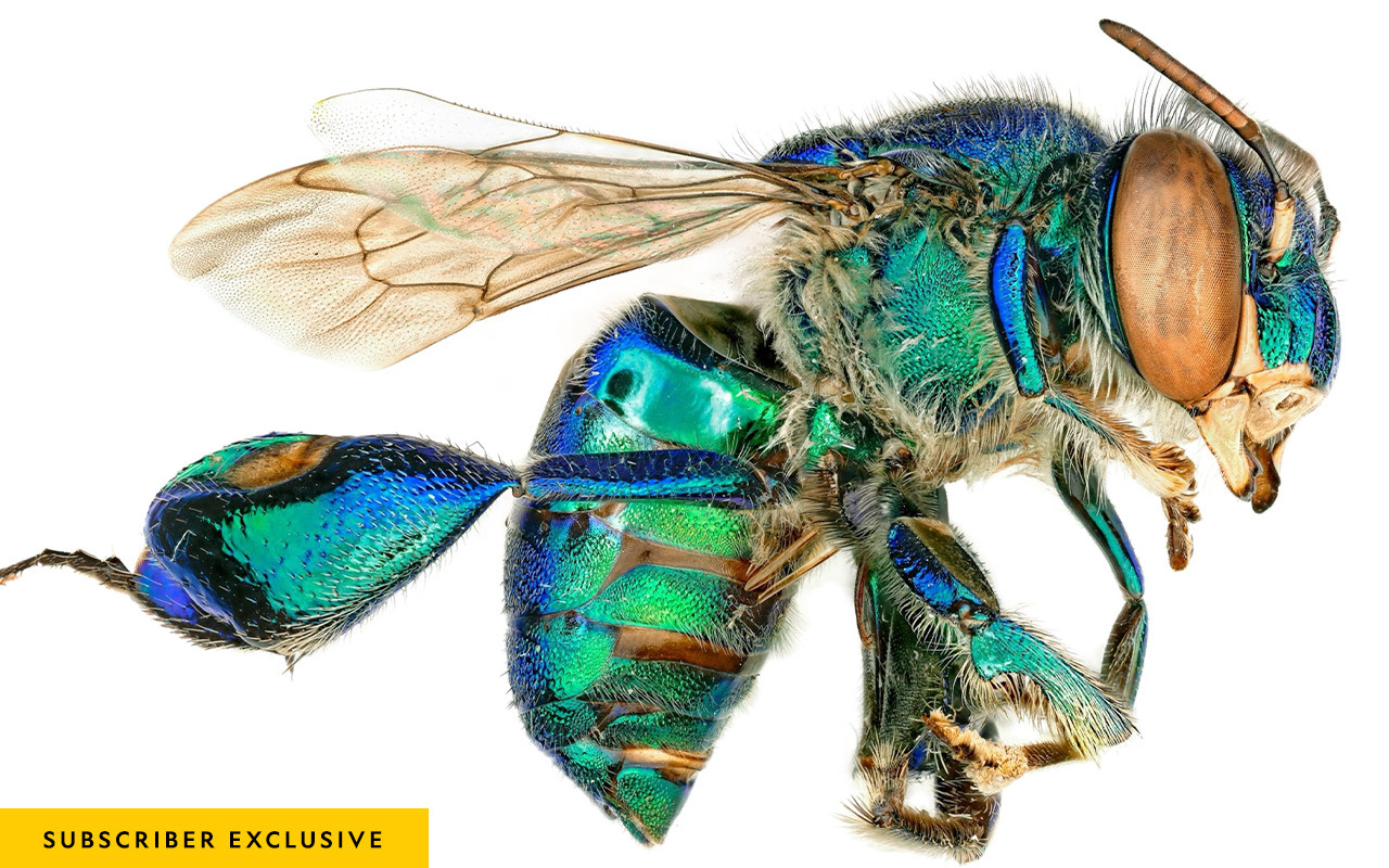 Iridescent orchid bees, tropical cousins of bumblebees and honeybees, were among the multitude of insects that entomologists collected at an observation tower in Brazil.