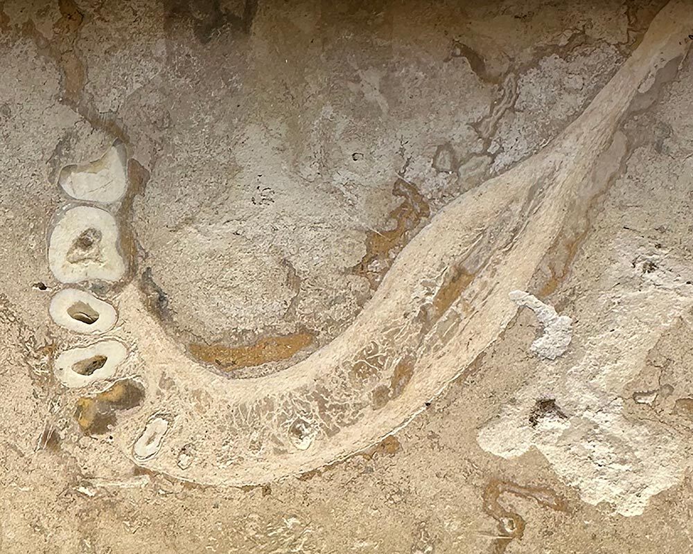 An ancient jawbone embedded in travertine tile