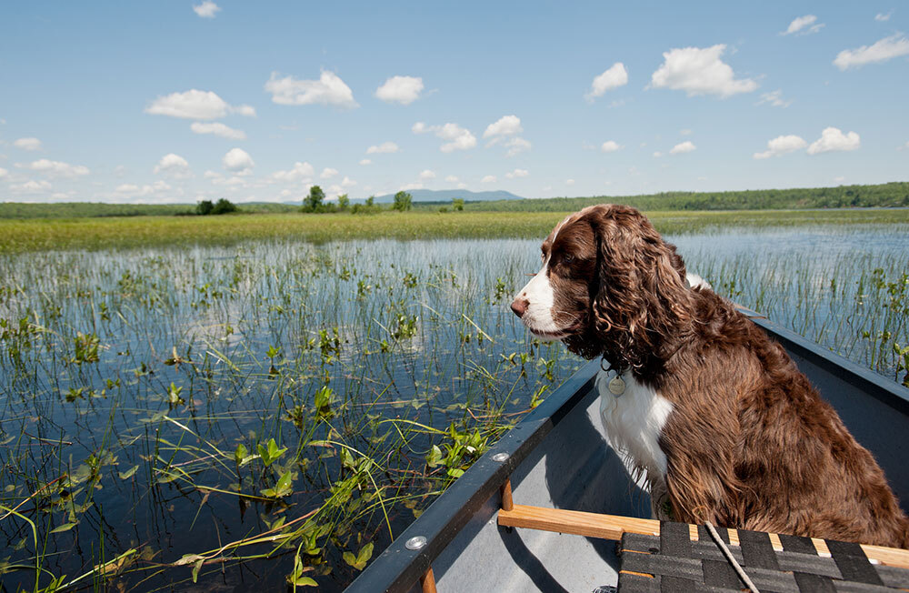 An English springer spaniel sitting on the bow of a canoe with a marshy pond in the background.