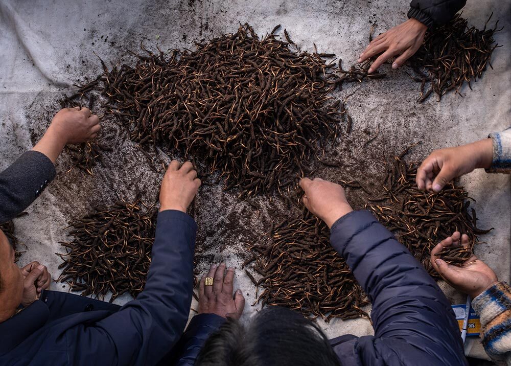 A top view of hands sorting through cordyceps