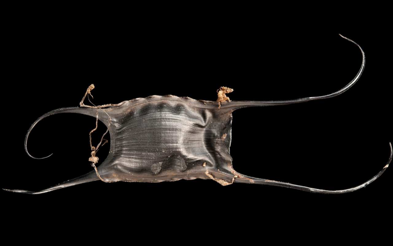 Skate egg cases, like this one at the Sedge Island Natural Resource Education Center in Seaside Park, New Jersey, are a common sight on Atlantic coast beaches after a storm.