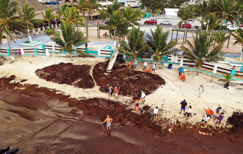 Sargassum in Mexico