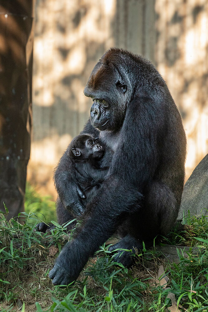 a gorilla mom and her newborn