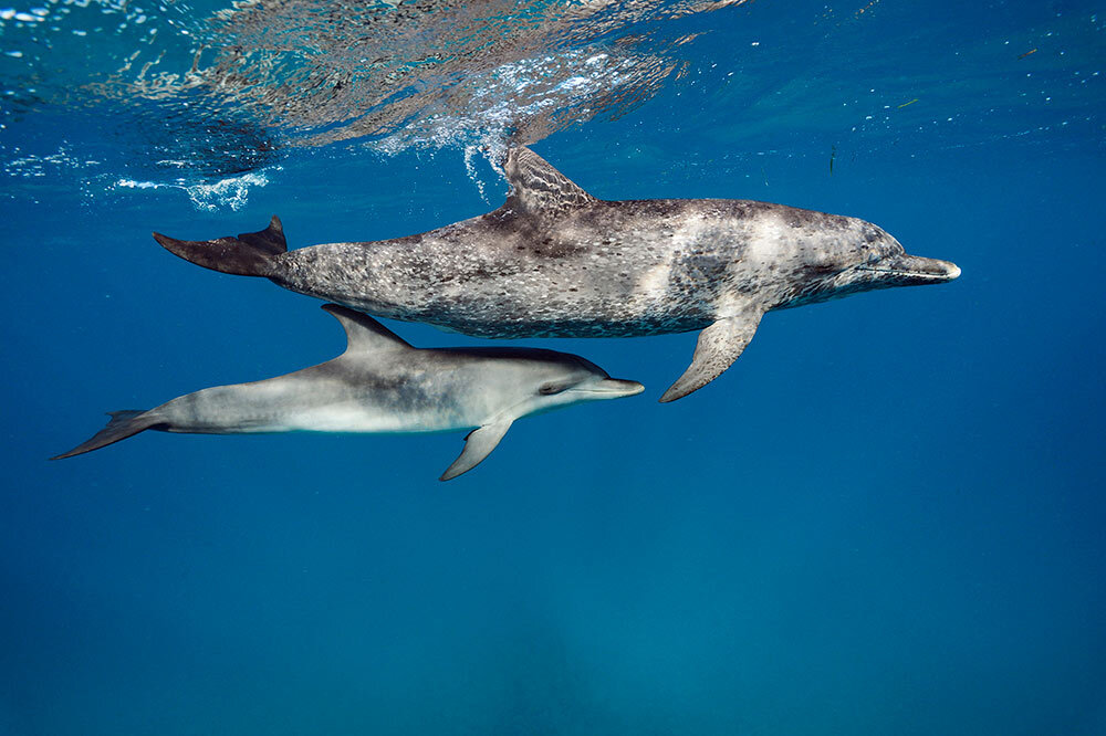 A dolphin with a calf