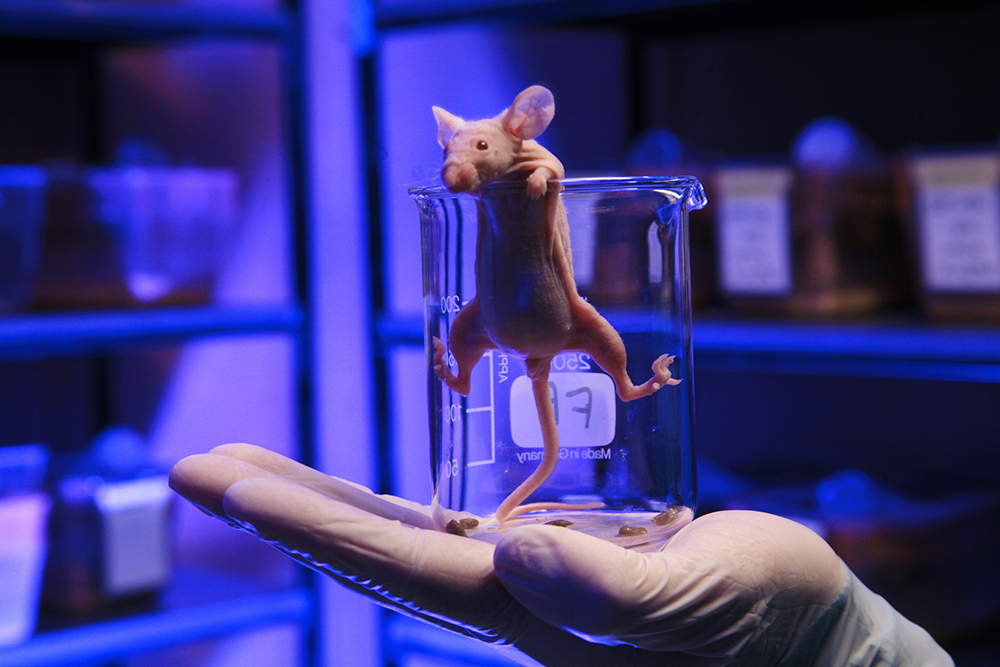 A hairless laboratory mouse climbing out of a beaker that is held by a gloved, open-palmed hand.