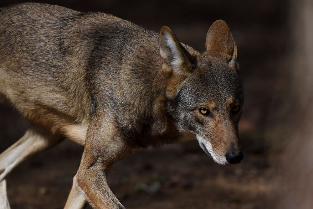 A picture of a red wolf