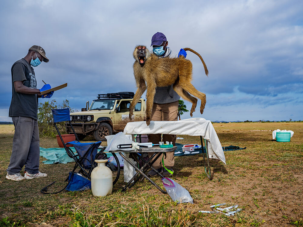 A picture of a person holding a monkey by its neck and tail