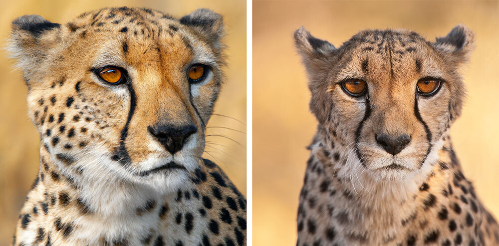 One of these is a real photograph by Nat Geo photographer Frans Lanting. The other is an AI-generated image produced with DALL·E 2 using the prompt “a National Geographic style photo of a cheetah in Africa.”