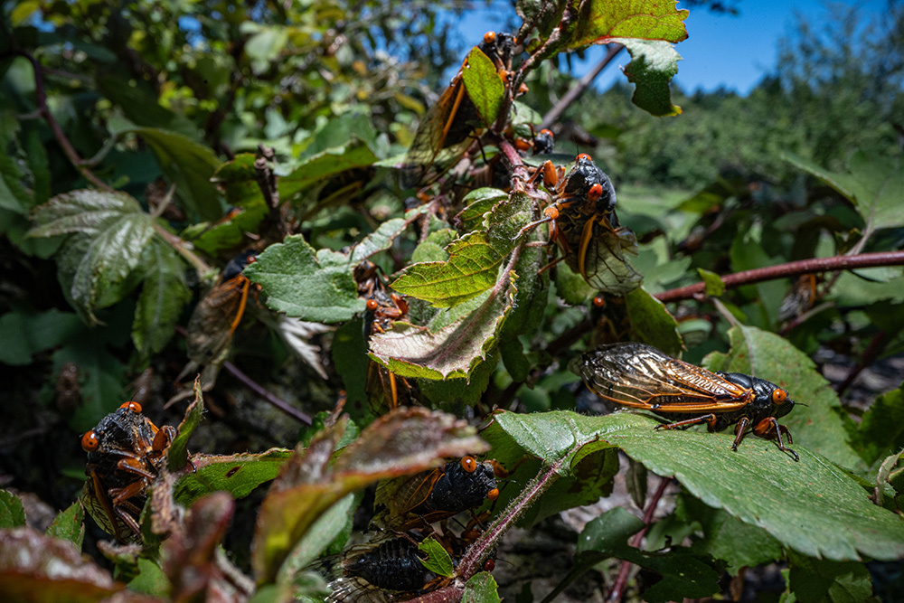 A cluster of Brood 19 cicadas, feeding on the top of a small tree.