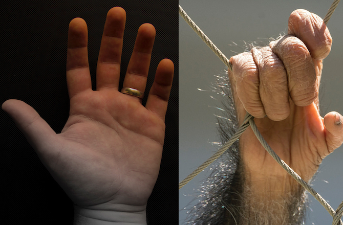 Human and chimps hands compared