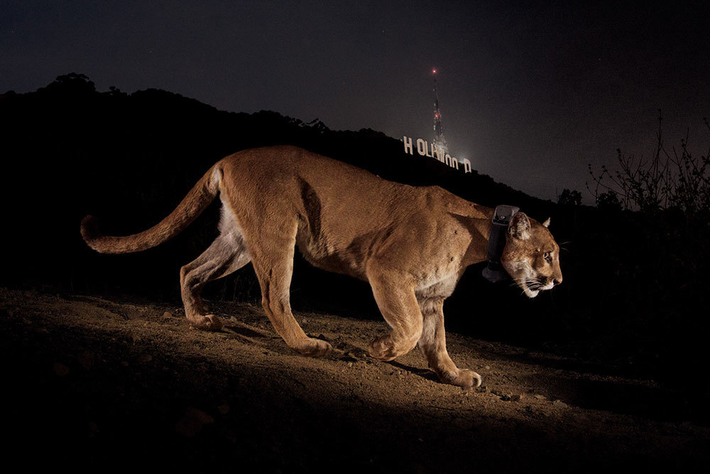 A photo of a big cat with the Hollywood sign in the background