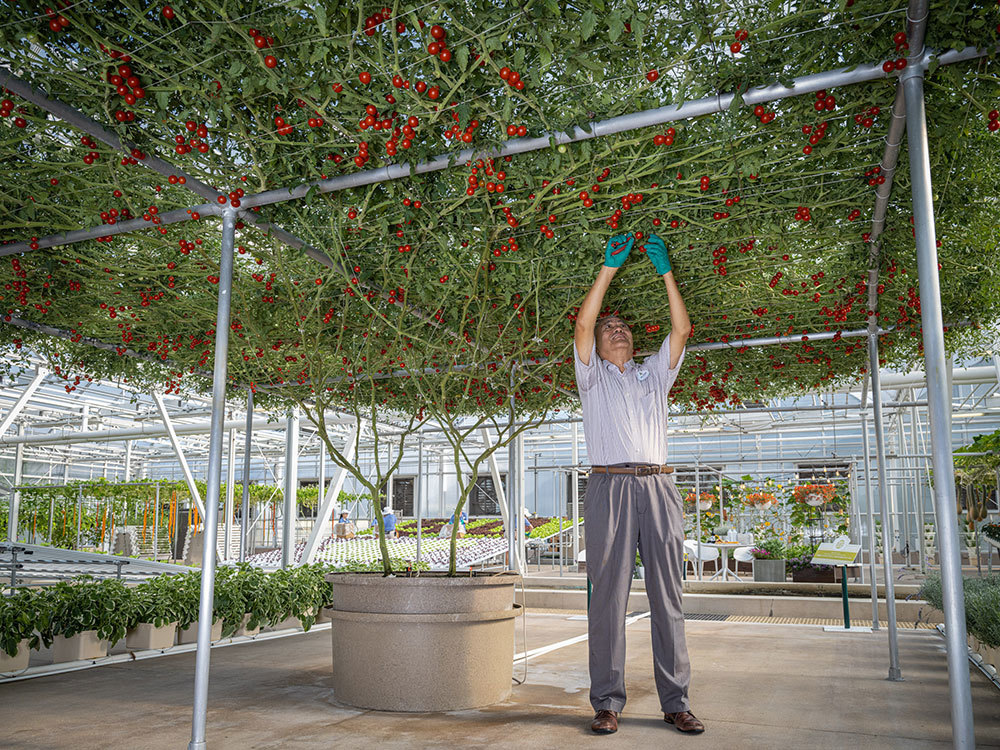 A picture of a man tending to plants growing across a terrace at EPCOT's Living with the Land attraction