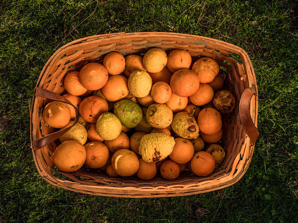 A basket of citrus fruit