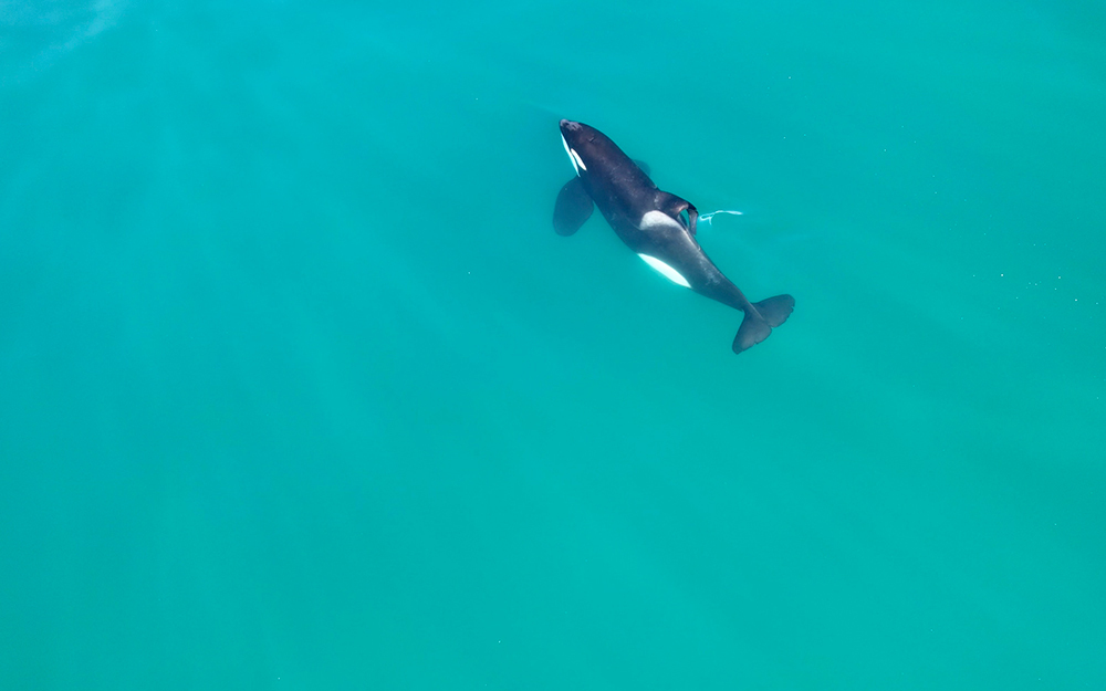 An orca swimming from top view in teal blue water