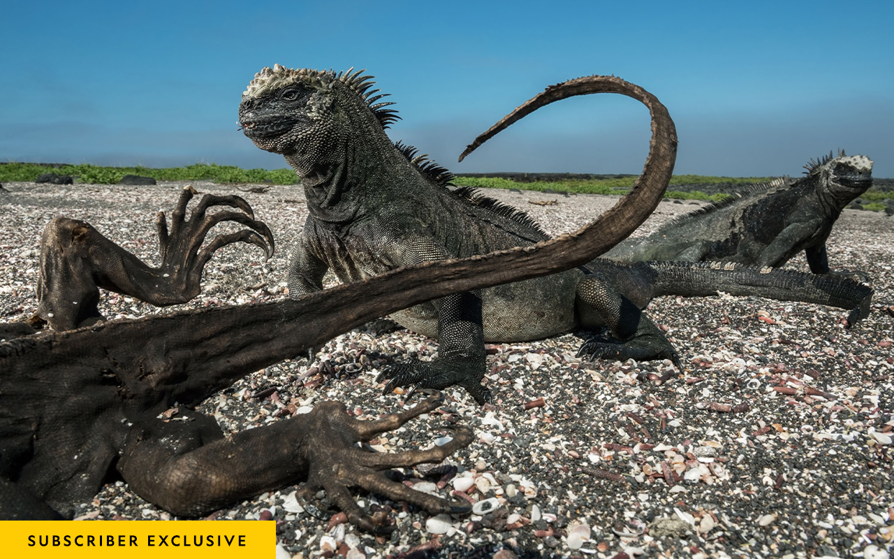 Two marine iguanas seem unfazed by the presence of one of their mummified brethren, dead likely from starvation, on Isla Fernandina. Endemic to the Galápagos, these raccoon-size lizards forage for algae along the shore; larger males dive into the ocean.