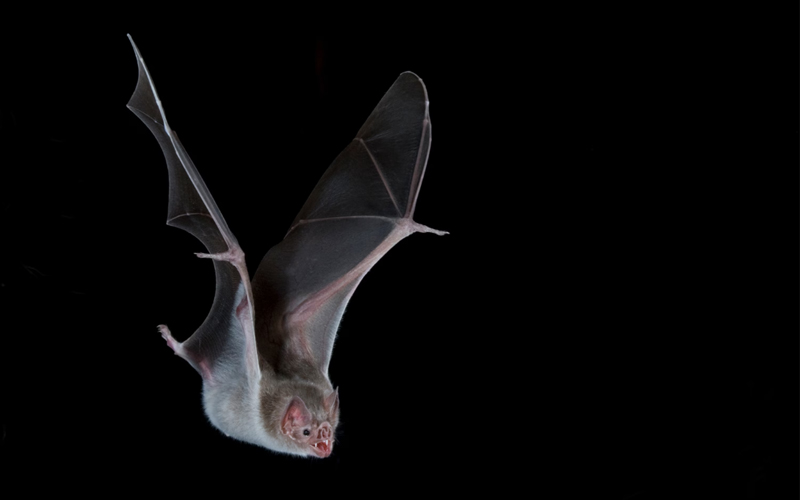 Vampire bat (Desmodus rotundus) in flight. This species is found throughout Mexico, Central and South America, and overlap in habitat with Humboldt penguins in the Atacama Desert. 