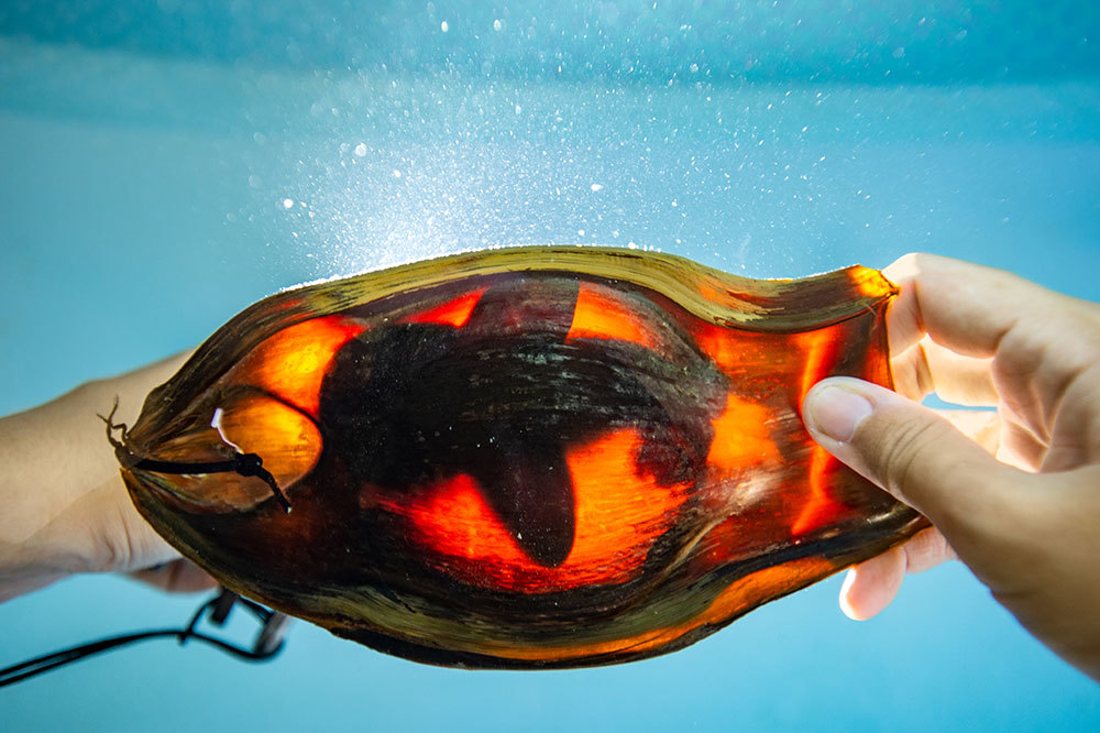 A zebra shark in its egg case