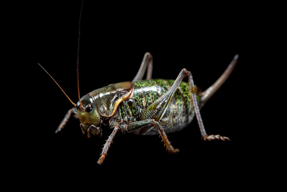 Mormon cricket