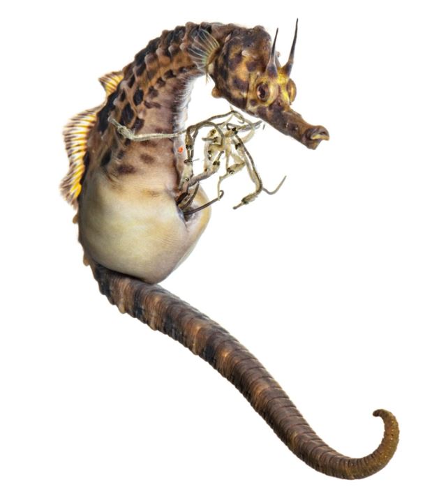 Dried seahorses confiscated at San Francisco International Airport were shipped from Asia, where each year millions are ground up for traditional medicines. Biologists worry that illegal trade and other threats are depleting wild populations.