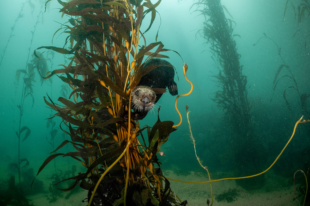 A picture of an otter in giant kelp fronds