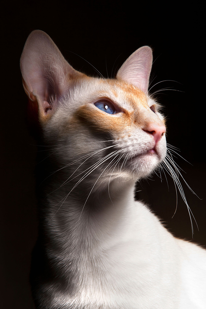 A siamese cat with orange and white fur on its face, poses for the camera against black background