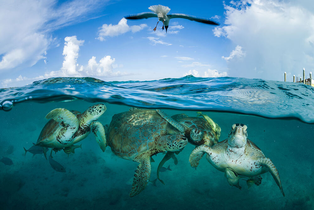 sea turtles