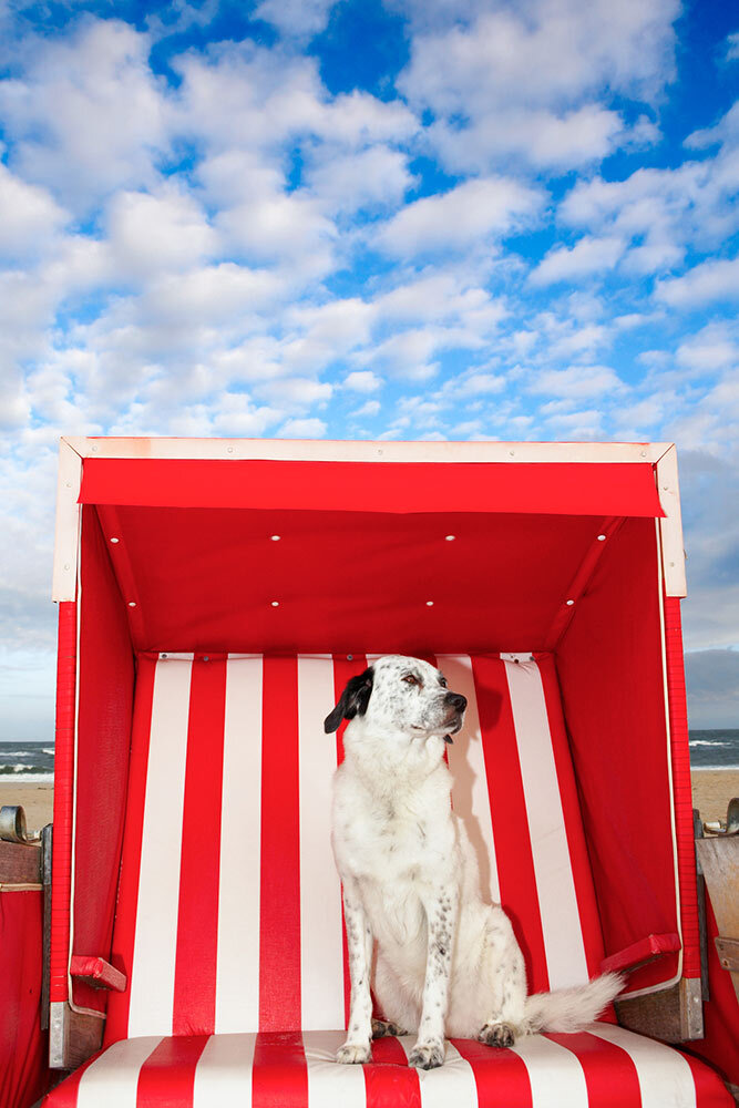 A dog in a red and white striped beach chair.