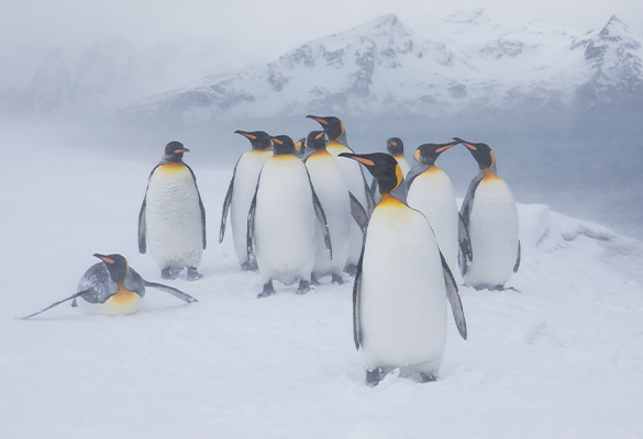 A group of king penguins huddle together in a blizzard on the island of South Georgia.