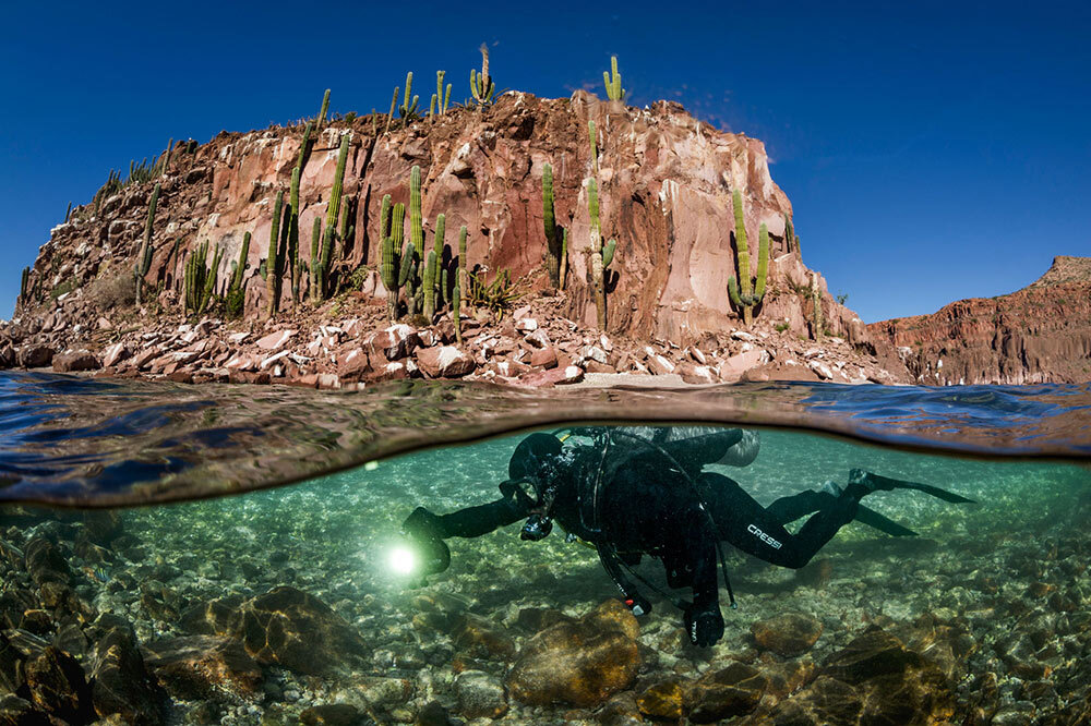 a diver swims in the Gulf of California