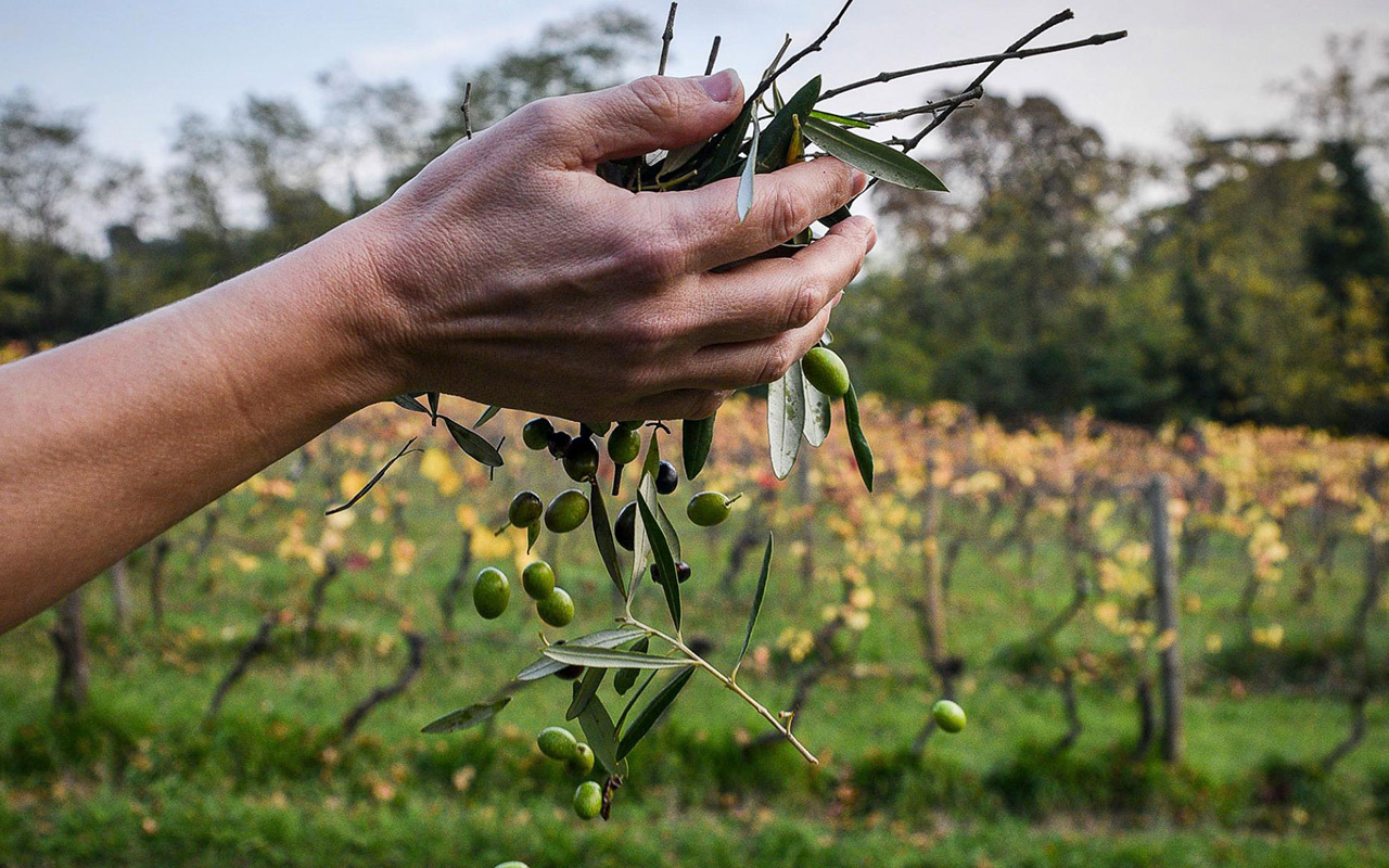 A farmer harvests the tiny, flavorful olives that make delicious Lucca oil.