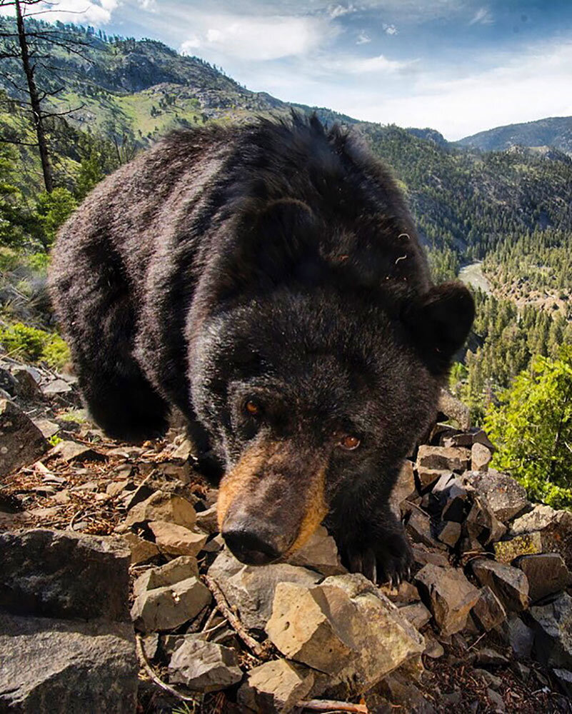 a black bear