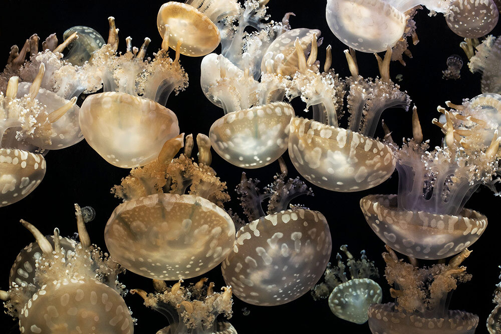 A group of spotted jellyfish