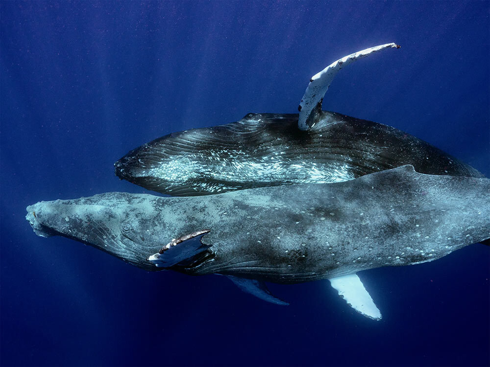 Two Whales swim through deep blue water bodies close together.